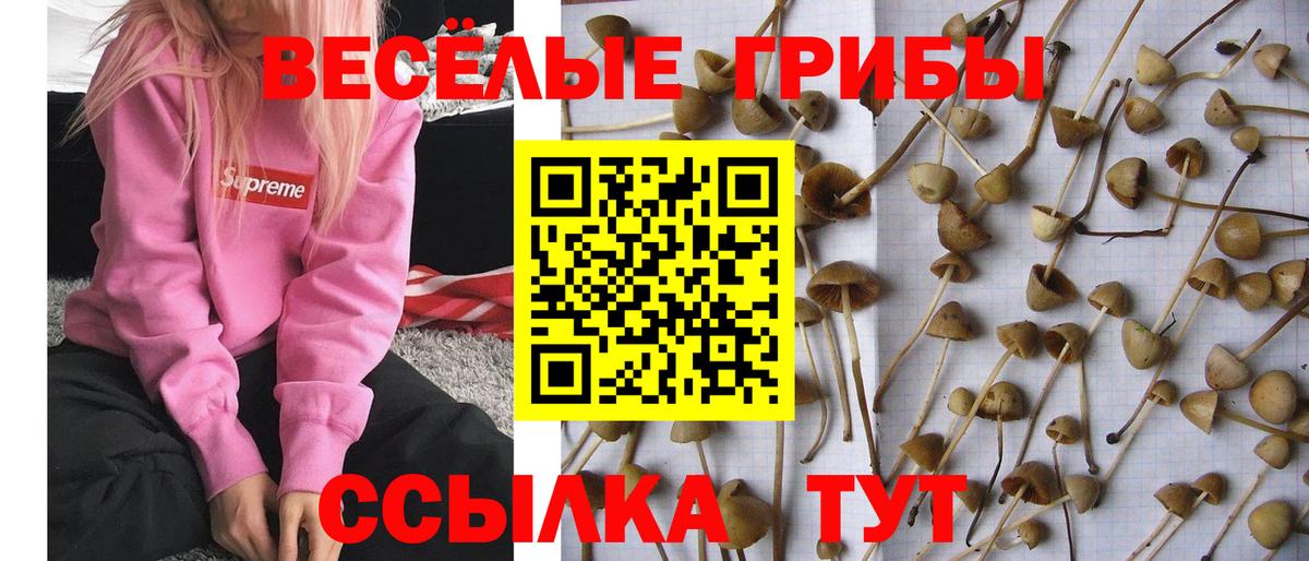 Борзя  Галлюциногенные грибы Psilocybe  Вход с VPN 